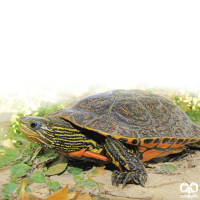 گونه لاکپشت خزری Caspian Pond Turtle